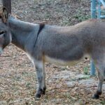 ऐकावे जनाचे करावे मनाचे aikave janache karave manache