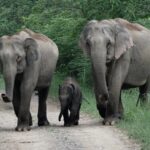 हत्तीची सभा elephants meeting marathi moral stories 