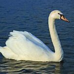 रानटी व गावठी हंस marathi moral stories