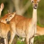 कस्तुरी मृग kasturi mrug marathi bodhkatha