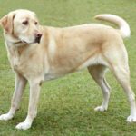 लोभी कुत्रा lobhi kutra marathi bodhkatha