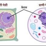 TET पेशी व पेशीअंगके या घटकावर आधारित बहुपर्यायी प्रश्नसंच teacher eligibility test